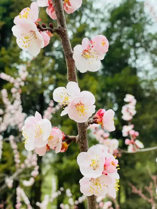 待到山花烂漫时她在丛中笑