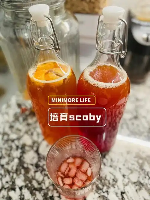 制作昆布茶益生菌茶