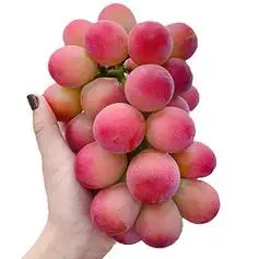 caifan采蘩caifan云南妮娜皇后葡萄新鲜水果礼盒红宝石女王无籽提子