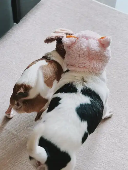 会咬人的小兔子呀