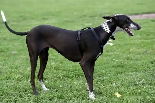 "哮天犬"——中国细犬,为何走向没落?