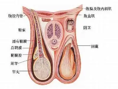 睾丸鞘膜积液预防方法有哪些_丽水男科医院-全民健康网