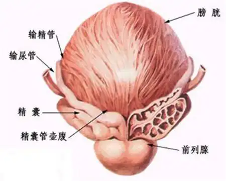 男性前列腺在什么位置图片 你对前列腺了解多少?