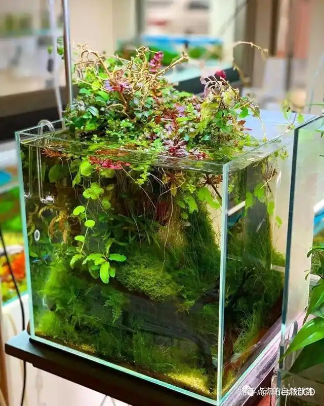 中小型生态水草造景缸集锦极力推荐收藏