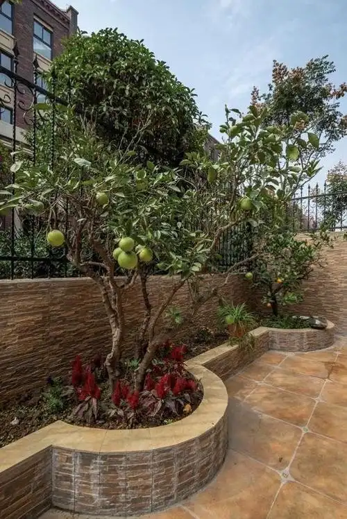 移栽的果树已经结了硕果.