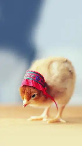 黄色小鸡鸡,高清图片,手机锁屏桌面-壁纸族