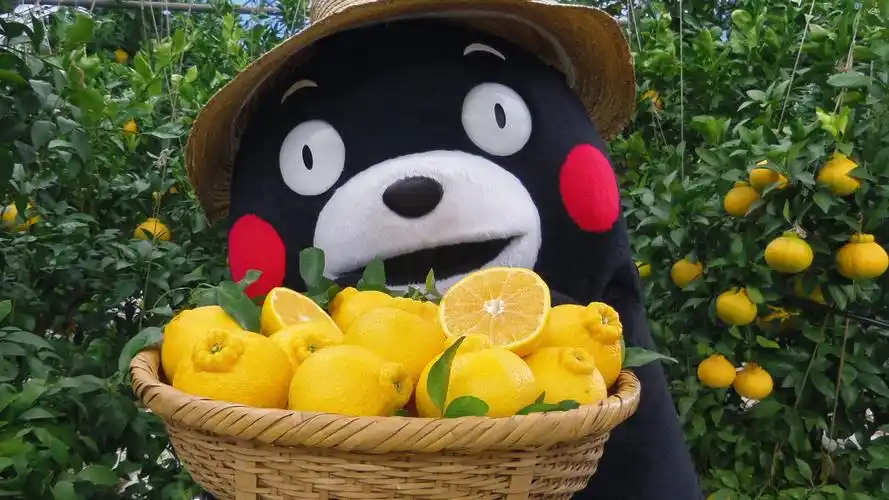 熊本熊 橘园 桌面壁纸