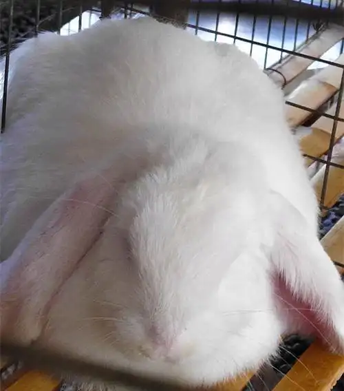 活体兔子 巨型_公羊兔活体 巨型兔子 白色公羊兔多少钱一只 公羊兔