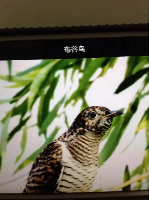 布谷鸟叫声特点是四声一度:布谷布谷,快快割麦,快快播谷!