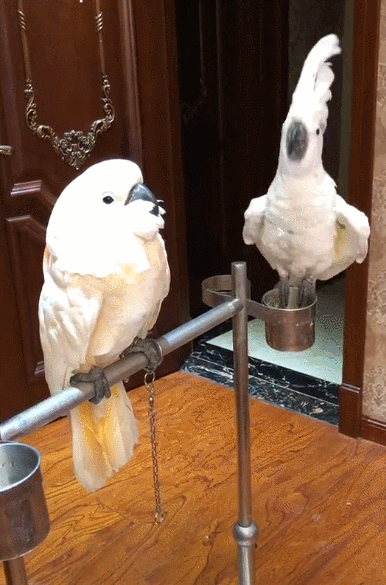 雨伞巴丹鹦鹉魔性舞蹈现场,葵花鹦鹉:妈,旁边有个疯子,快抱走