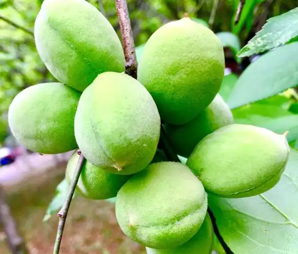 梅果实青梅煮酒论英雄