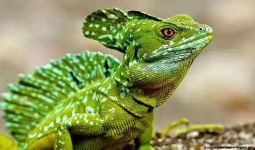 双冠蜥多少钱一只