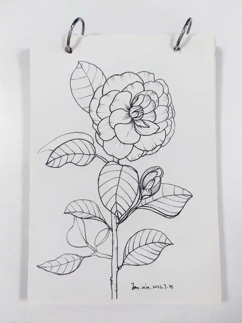 每日一画「山茶花」