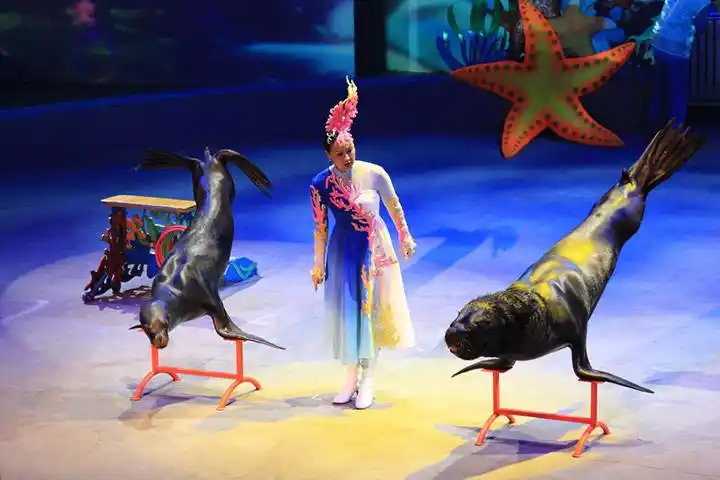 海狮表演