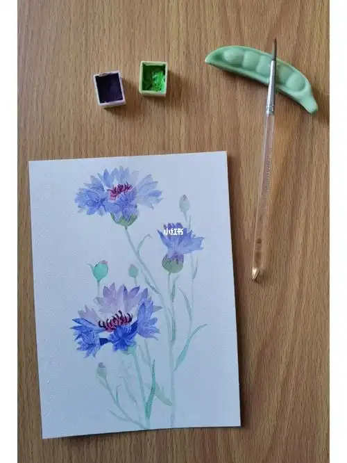 水彩花卉矢车菊