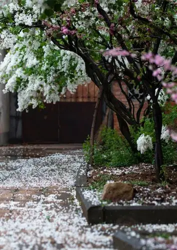 首发花开花落不由春人去人留我自求