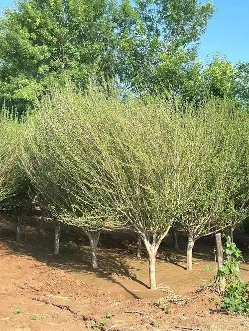 以下是几点关于独杆木槿树浇水的建议:首先,要了解