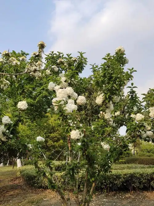 长在树上的绣球花