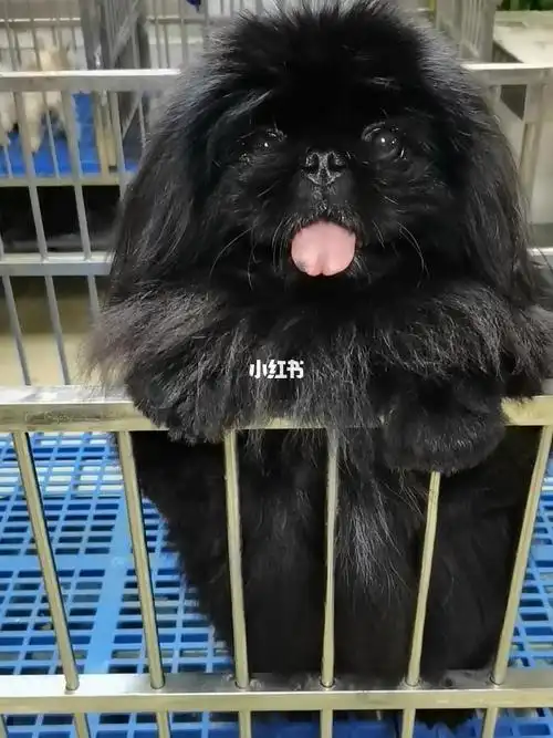 京巴帅帅小可爱