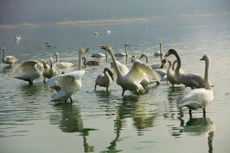 《大天鹅栖息地之行(二)》 一一空中魅影大天鹅