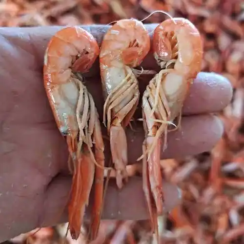 爪虾狗虾虎虾新货油炸做麻辣虾食材自产自销无差价