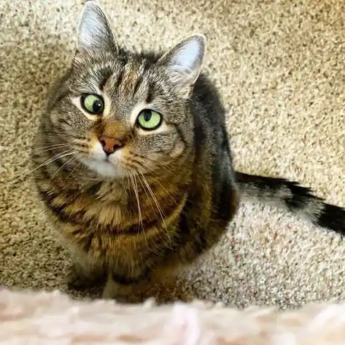 一只可爱的小喵几……充满智慧的眼神 ig:catsareelife_眼神_智慧_小