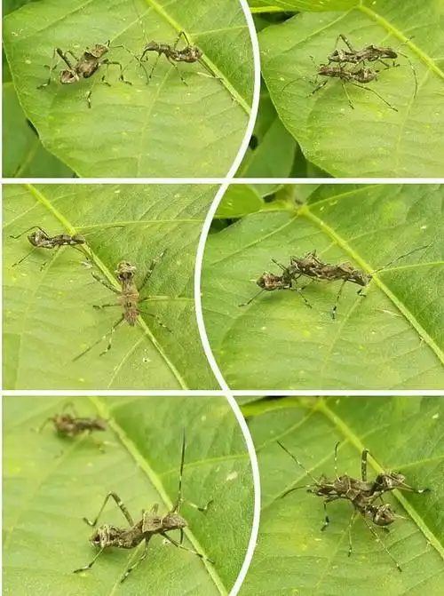 虫虫世界(椿象)