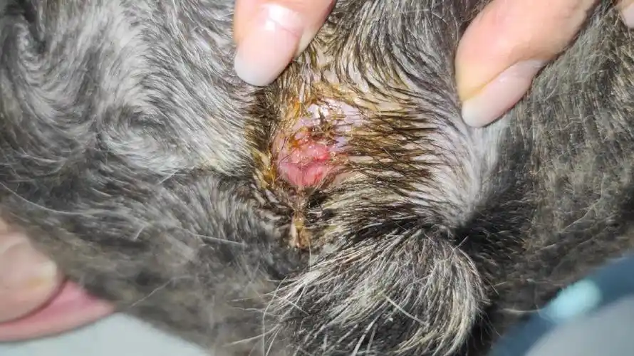 求助帖!我家狗子这是长了肛周瘤吗?