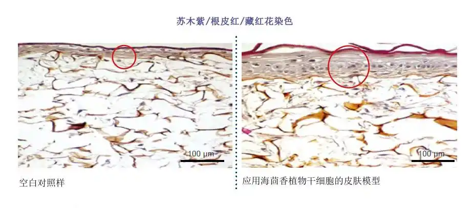 celtosomecrithmummaritimumst海茴香植物干细胞