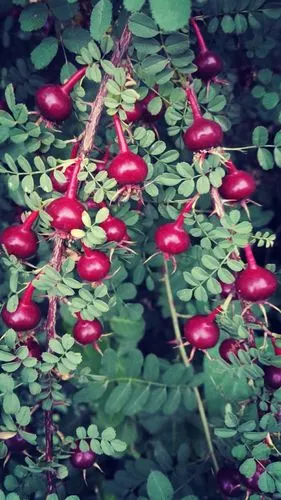 单瓣黄刺玫果实