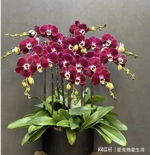 过年必养的5种发财花红火火带吉祥财源滚滚家里来