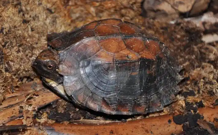 p>锯缘闭壳龟(学名: i>cuora mouhotii /i>)是龟科,闭壳龟属动物.