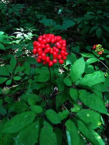 色泽鲜艳饱满的人参果