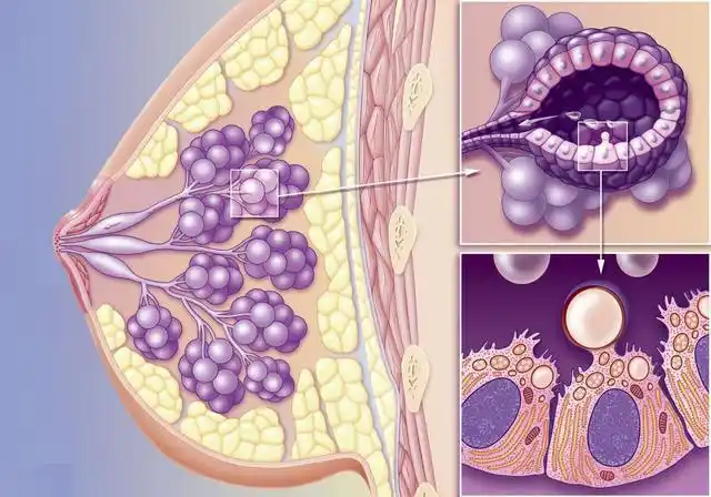 深入了解乳房结构科学保护我们的乳房上