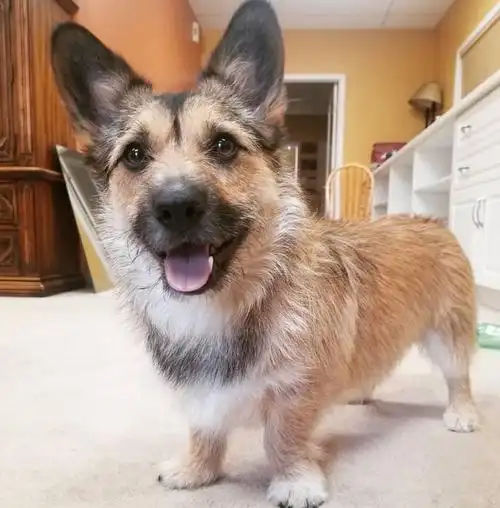 主人养了只串串狗网友仔细一看笑翻这是柯基和德牧的混血