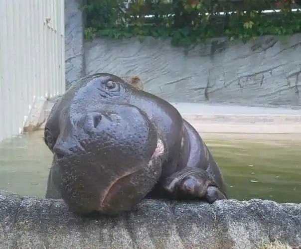 世界三大珍兽之一的"侏儒河马"超级呆萌,你喜欢吗?