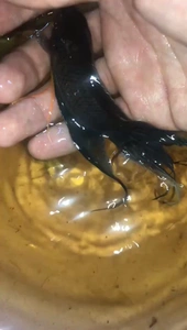 【越黑斗鱼】越黑斗鱼品牌,价格 - 阿里巴巴