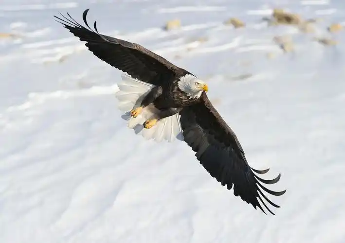 图腾王国冒险记(连载,第六十八章雪山鹰)
