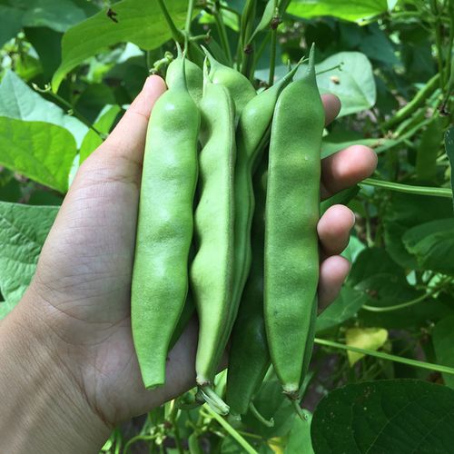 东北油豆角农家新鲜蔬菜特产九月青开锅烂面油豆角现摘现发5 1斤