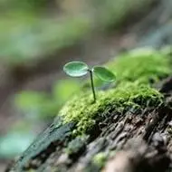 刚破土小草微信头像【点击鼠标右键下载】