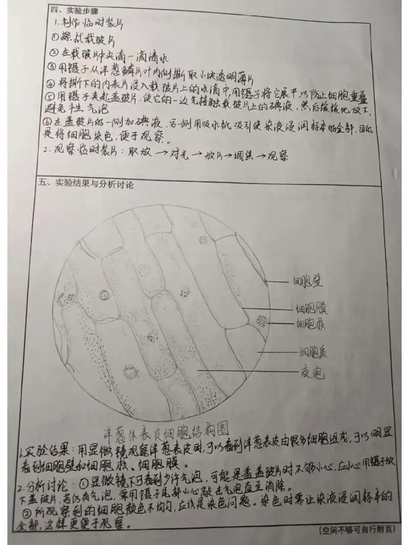 生物实验报告 这个洋葱表皮细胞画了一个多小时一直在点点点,很有成就