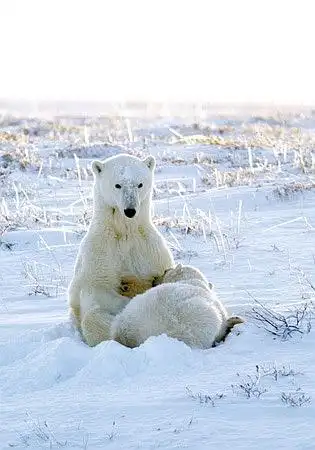 哺乳的北极熊 加拿大 1996