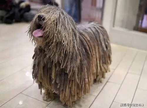 贝加马斯卡牧羊犬具有良好的基因