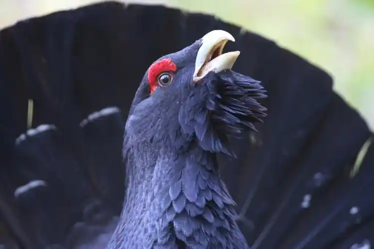 松鸡发出咔咔声,声音复杂多变,许多低频音人类无法听见