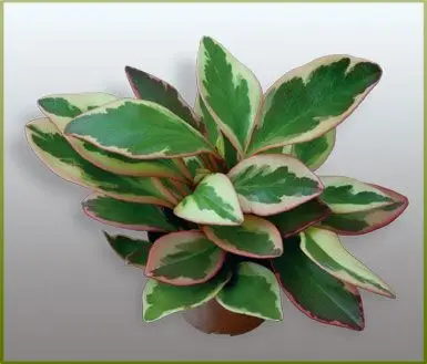 红边椒草的生态习性和对生长环境的要求