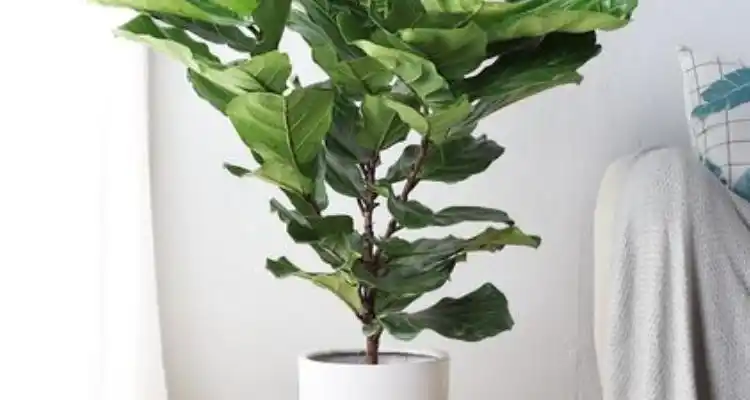 富贵叶该怎么养?