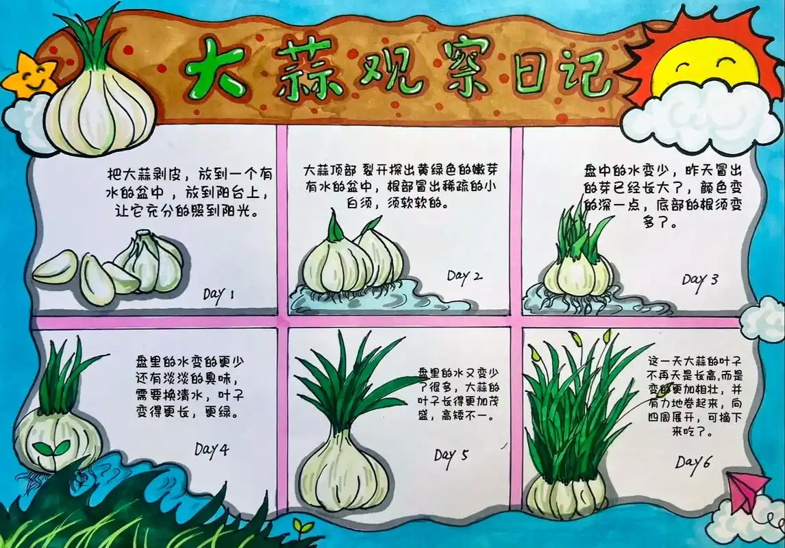 观察日记手抄报——大蒜的生长过程#生长记录 #手抄报 #植物 - 抖音