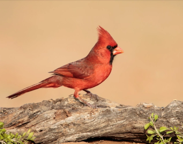 meet the birds singing on coastal new england in summer
