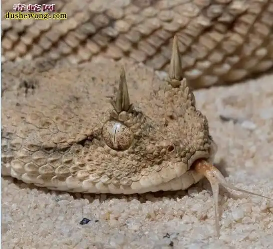角蝰一种头上长犄角的毒蛇最像龙的蛇类