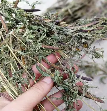 软肝草肝炎草新货铁甲草益肝草支持一件代发